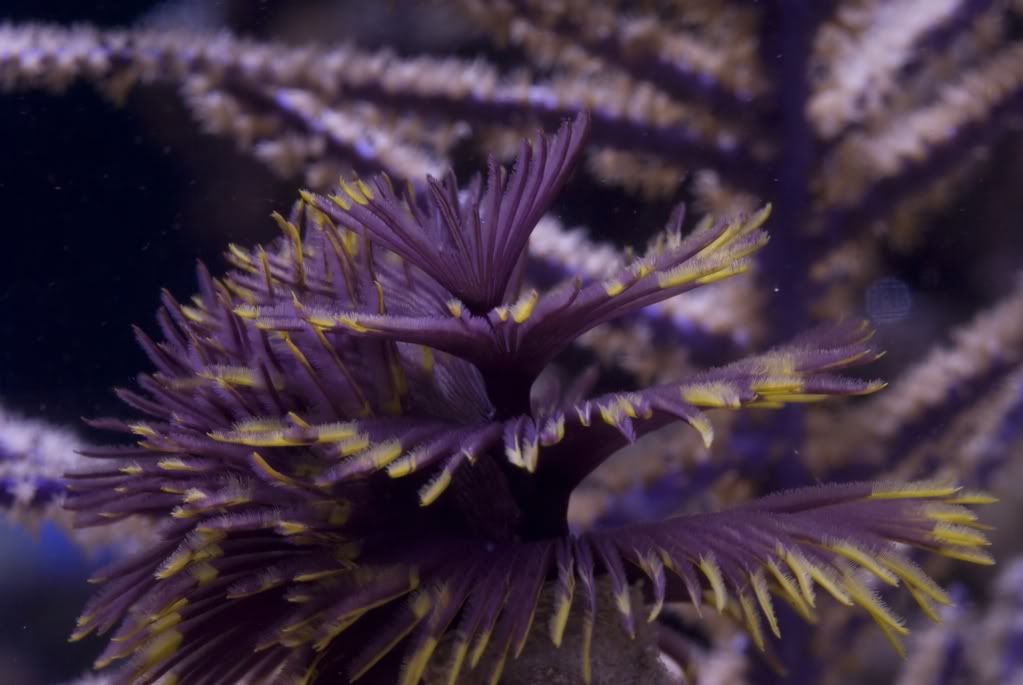 Coco Worm or Feather Duster Reef Central Online Community